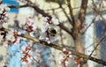 A bumblebee pollinates a white cherry flower Royalty Free Stock Photo