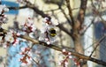 A bumblebee pollinates a white cherry flower