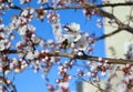 A bumblebee pollinates a white cherry flower