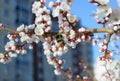 A bumblebee pollinates a white cherry flower