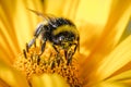 Bumblebee pollinates a yellow flower/ Closeup. Pollinations of concept Royalty Free Stock Photo