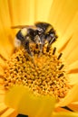 Bumblebee pollinates a yellow flower/ Closeup. Pollinations of concept Royalty Free Stock Photo