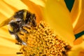 Bumblebee pollinates a yellow flower/ Closeup. Pollinations of concept Royalty Free Stock Photo