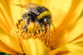 Bumblebee pollinates a yellow flower/ Closeup. Pollinations of concept Royalty Free Stock Photo