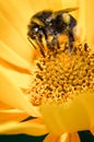 Bumblebee pollinates a yellow flower/ Closeup. Pollinations of concept Royalty Free Stock Photo