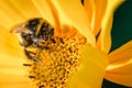 Bumblebee pollinates a yellow flower/ Closeup. Pollinations of concept Royalty Free Stock Photo