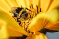 Bumblebee pollinates a yellow flower/ Closeup. Pollinations of concept Royalty Free Stock Photo