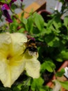 Bumblebee pollinates a yellow flower in summer.