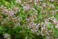 Bumblebee pollinating aromatic garden flowers. Oregano flower with pollinator in backyard garden Royalty Free Stock Photo