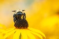 Bumblebee Pollinating Black-Eyed Susan Flower Royalty Free Stock Photo