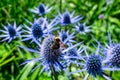 Bumblebee pollinating a blue bloom of a flowering Sea Holly plant in a summer garden Royalty Free Stock Photo