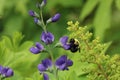 Bumblebee pollinating blue false indigo (baptisia australis) flowers Royalty Free Stock Photo