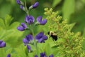 Bumblebee pollinating blue false indigo (baptisia australis) flowers Royalty Free Stock Photo