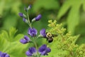 Bumblebee pollinating blue false indigo (baptisia australis) flowers Royalty Free Stock Photo