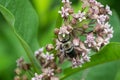 Bumblebee pollinating common milkweed