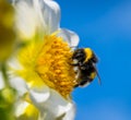 Bumblebee pollinating at a dahlia flower