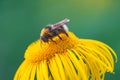 Bumblebee pollinating Elecampane flower