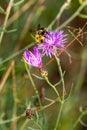 Bumblebee pollinating a flower in August Royalty Free Stock Photo