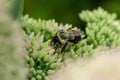 Bumblebee pollinating a flower sedum Royalty Free Stock Photo