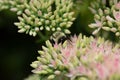 Bumblebee pollinating a flower sedum Royalty Free Stock Photo