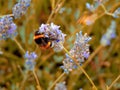 Bumblebee pollinating a flower on a stalk yellow black mate