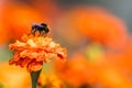 Bumblebee pollinating flower tagetes Close Up. Beautiful Nature Royalty Free Stock Photo