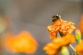 Bumblebee pollinating flower tagetes Close Up. Beautiful Nature Royalty Free Stock Photo