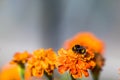 Bumblebee pollinating flower tagetes Close Up. Beautiful Nature Royalty Free Stock Photo