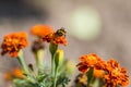 Bumblebee pollinating flower tagetes Close Up. Beautiful Nature Royalty Free Stock Photo
