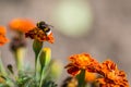 Bumblebee pollinating flower tagetes Close Up. Beautiful Nature Royalty Free Stock Photo