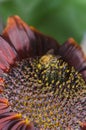 Bumblebee pollinating a red sunflower Royalty Free Stock Photo