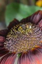 Bumblebee pollinating a red sunflower Royalty Free Stock Photo