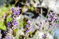 Bumblebee pollinating Lavender plant in garden, close up. Lavender plant blooming. Purple flower heads of lavandula. Lavandula ang Royalty Free Stock Photo