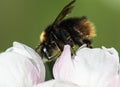 Bumblebee pollinating and looking for neÃÂtar in blooming white slightly rose apple tree flower, sunny day, close up photo, bokeh Royalty Free Stock Photo