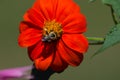 Bumblebee pollinating a Mexican Sunflower Royalty Free Stock Photo