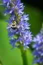 Bumblebee pollinating Pickerelweed Royalty Free Stock Photo
