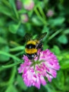 Bumblebee pollinating pink flower Royalty Free Stock Photo