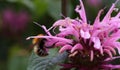 Bumblebee pollinating the pink flower Royalty Free Stock Photo