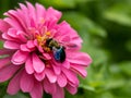 Bumblebee pollinating a pink zinnia flower in the summer with a natural green background in the summer, beautiful nature photo in Royalty Free Stock Photo