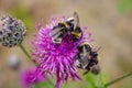 A bumblebee pollinating a purple abloom thistle in the middle of flowering meadow. background