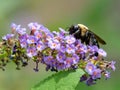 Bumblebee pollinating a purple butterfly bush flower bloom with green leaves blurred in the background in nature in the summer