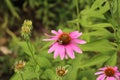 A Bumblebee gathering nectar on a Purple Coneflower in a garden in Wisconsin Royalty Free Stock Photo