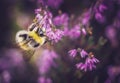 Bumblebee Pollinating Purple Heather Flowers Royalty Free Stock Photo