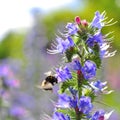 Bumblebee pollinating purple Viper's Bugloss flowers. Medicinal herb. Echium vulgare.