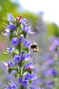 Bumblebee pollinating purple Viper's Bugloss flowers. Medicinal herb. Echium vulgare.