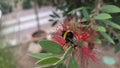 Bumblebee pollinating red bottlebrush flower in lush garden setting. Callistemon Royalty Free Stock Photo
