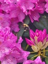 Bumblebee pollinating Rhododendron blooms
