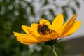 Bumblebee pollinating Rudbeckia bright yellow flower Royalty Free Stock Photo