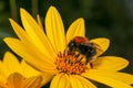 Bumblebee pollinating Rudbeckia bright yellow flower Royalty Free Stock Photo