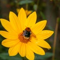 Bumblebee pollinating Rudbeckia bright yellow flower Royalty Free Stock Photo